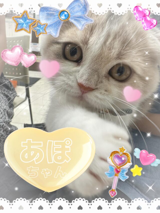 ディスワン小牧店 - ペットショップ「ディスワン・ペッツワン」では犬 