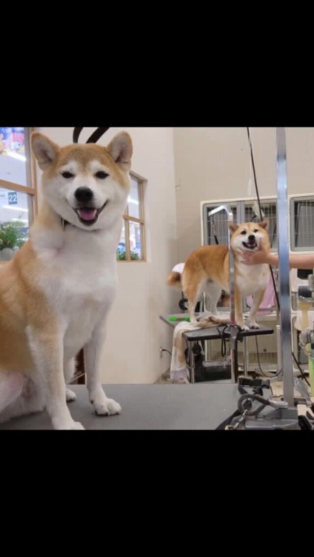 ダブル柴🐕🐕

同じ柴でも顔つきが違うだけで
笑った顔も変わりますね😂
.
.
#犬
#柴犬 
#柴柴 
#ペッツビレッジ大垣店 
#いぬのいる暮らし 
#いぬすたぐらむ