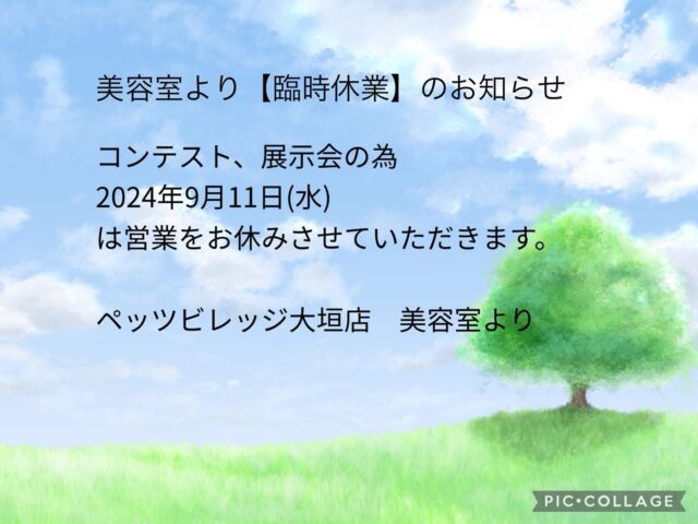 こんにちは。ペッツビレッジ大垣店です。
日頃より当店をご利用いただきありがとうございます。

トリミングコーナー臨時休業日のお知らせです。

2024年9月11日(水)は営業をお休みさせていただきます。
ご来店を予定されておりましたお客様にはご不便をおかけいたしますが、ご了承お願いいたします。

ペッツビレッジ大垣店　トリミングコーナーより

#ペッツビレッジ大垣店#ペッツビレッジ#アピタ大垣店#アクアウォーク大垣