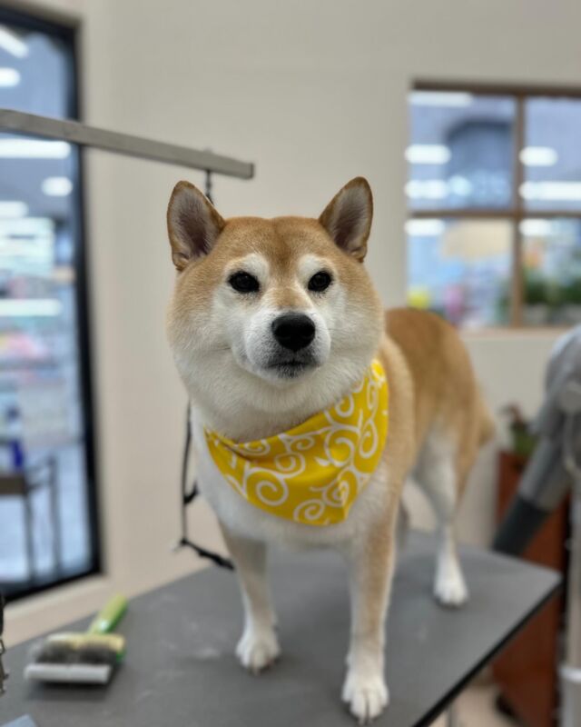 柴犬の健太くんです🐶🤎
今回も可愛いツンデレな健太くんにメロメロでした〜😍
唐草模様のバンダナもとてもお似合いです💓‪
水素トリートメントでサラツヤに仕上がり触り心地がとてもいいです👍🏻☺️
抜け毛もたくさんとれました！！

いつもありがとうございます○┓次回もよろしくお願いします‼️

 #ペッツビレッジ大垣店
 #トリミングサロン
 #柴犬
 #水素トリートメント