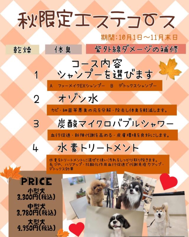 ついこの前まで暑い暑いと言っていたのに急に肌寒くなって体が気温についていくのが大変ですね🥵
🐶🐱👫共に体調にお気をつけくださいね。

✩

今回は、10月1日から開始する『秋限定エステコース』のご案内です。
夏のじめっとした時期が終わり、秋はカラッと乾燥した季節に変わります。
過ごしやすい時期ではありますが同時に乾燥からくる被毛お肌の悩みも増える時期となりますので乾燥対策はしっかり行っていきましょう👍🏻‼️

✨肌の弱い子、体臭が気になる子、被毛にハリや艶をアップさせたい子
疲れやすい子にオススメのコースとなっておりますので是非お試しくださいませ♪

詳しい内容は投稿画像をご覧ください。

✩

 #ペットサロン #トリミングサロン #ペッツビレッジ大垣店 #大垣市 #アクアウォーク大垣 #アピタ #アピタ大垣