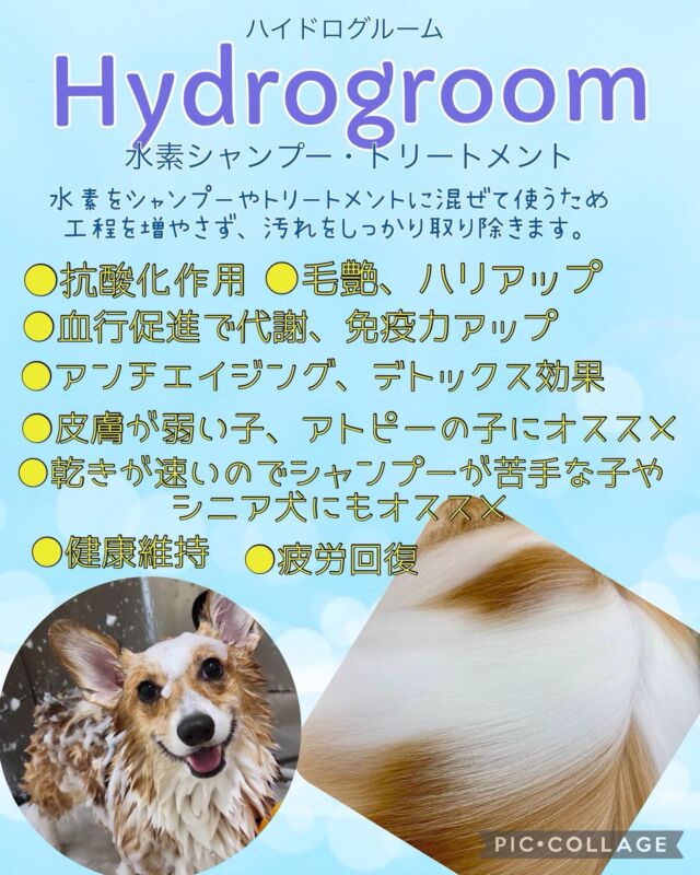 おすすめオプションの紹介です✨

水素シャンプー•トリートメントとは
普段のシャンプーやトリートメントに水素を混ぜて行うため工程を増やすことなく、さらさらツヤツヤな毛並みに仕上がります。

水素がマイクロバブルとなり、皮膚や被毛の汚れを浮かし取り除きやすくしてくれ、さらに、発生した水素を皮膚から身体に取り込むことで体内の活性酸素を除去し、健康な皮膚と美しい毛並みを保ってくれます🥰　

皮膚が弱い子やアトピーのある子など含め、
普段のシャンプーから工程を増やす事がないので、シニア犬やシャンプーが苦手な子でも幅広くお試し頂けます✨

ぜひ一度お試しください‼

#アクアウォーク大垣 #ペッツビレッジ大垣店 #トリミングサロン #大垣市#岐阜県#いぬすたぐらむ#犬のいる暮らし#水素シャンプー #エステコースも充実 
#水素トリートメント #アピタ大垣店