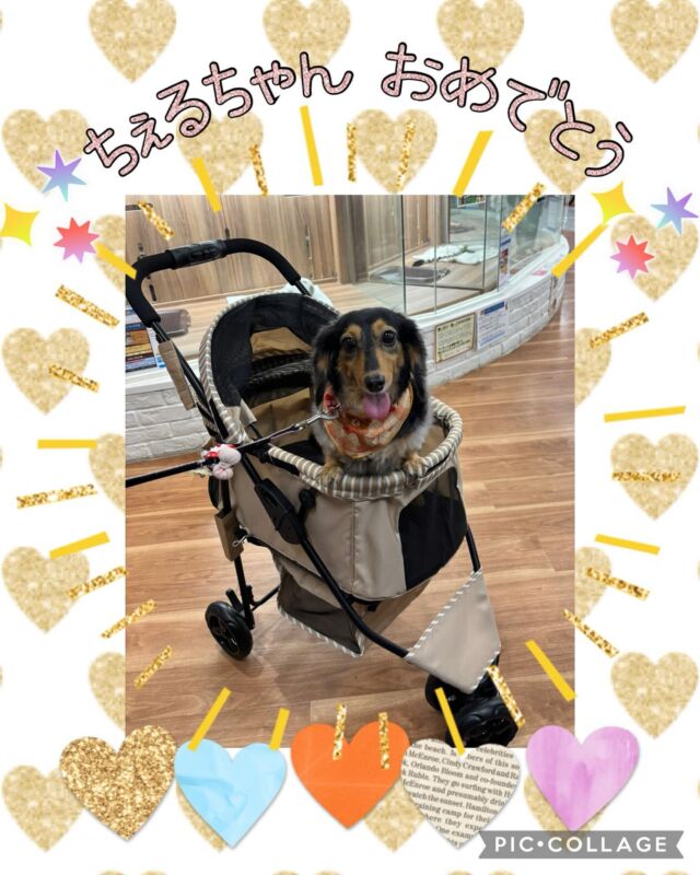 当店の抽選会イベントで、見事に1等のペットカートを当てたのはちぇるちゃんでした〜🥳㊗️✨
✨✨✨おめでとうございまーす✨✨✨
記念撮影パシャリ📸

とーっても喜んで頂けて私たちも嬉しいです😊💕

いっぱいお出かけ楽しんでくださいね♪

抽選会イベントは1月いっぱい開催中です！
まだ抽選券をお持ちの方は店頭までお越しくださいね。
(※抽選券の配布は終了しています)

#ペッツビレッジ大垣
#アピタ大垣店
#アクアウォーク大垣
#GEX
#ペットカート