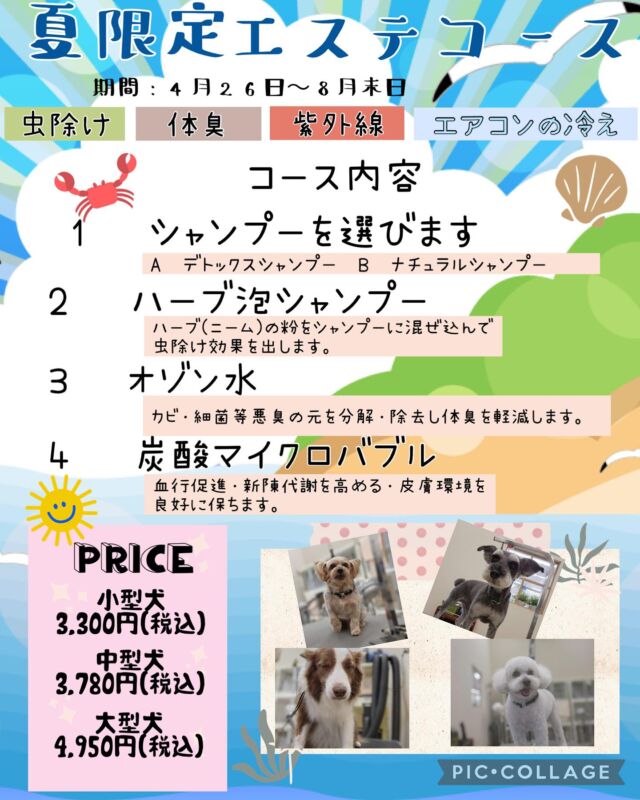 🌞夏限定！スペシャルケアキャンペーン🌿

いつもご利用ありがとうございます！
ペッツビレッジ大垣店トリミングコーナーでは、夏の暑さや湿気からペットを守る特別なケアメニューをご用意しました🐶🐱

🗓期間：4月26日（金）～8月31日（日）

🛁キャンペーン内容：
	•	選べるシャンプー（デトックス or ナチュラル）
	•	ハーブ泡シャンプー（虫除け効果）
	•	オゾン水使用（体臭軽減）
	•	炭酸マイクロバブル（血行促進）

💰料金（税込）：
	•	小型犬：￥3,300
	•	中型犬：￥3,780
	•	大型犬：￥4,950

※猫ちゃんもご利用いただけます。

この機会に、夏のスペシャルケアをぜひお試しください！
ご予約・お問い合わせは、ペッツビレッジ大垣店トリミングコーナーまでお気軽にどうぞ📞

#ペッツビレッジ大垣店 #トリミング #夏限定キャンペーン #ペットケア #犬 #猫