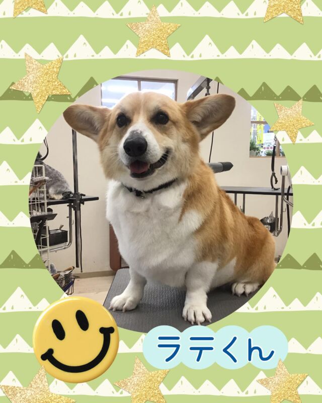 コーギーのラテくん🍀
大はしゃぎでご来店してくれました💕

アルテロデトックスシャンプーや炭酸マイクロバブルが付いた夏限定のエステコースとレイキングでピカピカになりました✨

足が短い犬種なのでお散歩すると足先が砂埃で黒くなってしまうので、デトックスシャンプーでしっかり汚れを吸着しておてて真っ白です😊

いつもありがとうございます♪

#アピタ大垣店#ペッツビレッジ大垣店
#アルテロ#アルテロデトックスシャンプー