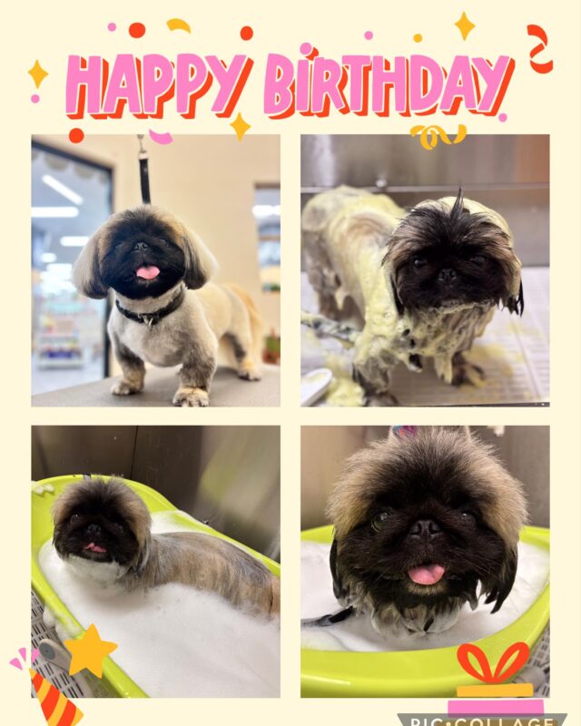 ペキニーズのビル君🍀
3歳のお誕生日おめでとうございます🎊🎂

お誕生日プレゼントに夏限定のエステをしました♪
泡のお風呂、泡🫧に包まれてとっても気持ち良さげでしたよ😊
この一年も元気に過ごせますように🍀

いつもご来店ありがとうございます😊

#ペッツビレッジ大垣店トリミング室 
#アピタ大垣店
#アクアウォーク大垣 
#ビューティエコ自然のシャンプー 
#ペキニーズ