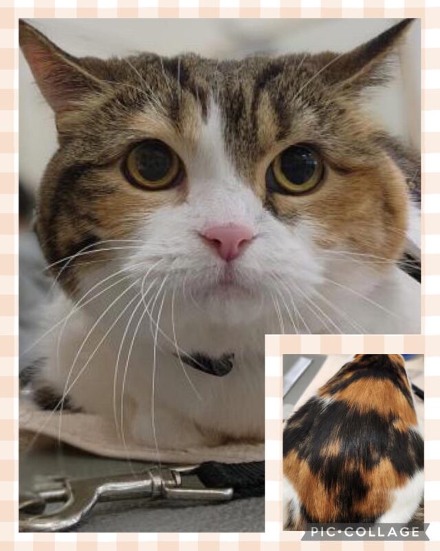 ...
ココちゃん🐱

夏限定エステコースとレイキングで
ピカピカになりました〜😊

アルテロデトックスシャンプーでツヤサラです😊
特に黒い毛の部分が艶々になってました😌

いつもありがとうございます♪

#アピタ大垣店 #ペッツビレッジ大垣店 
#アルテロシャンプー #猫 #スコティッシュフォード