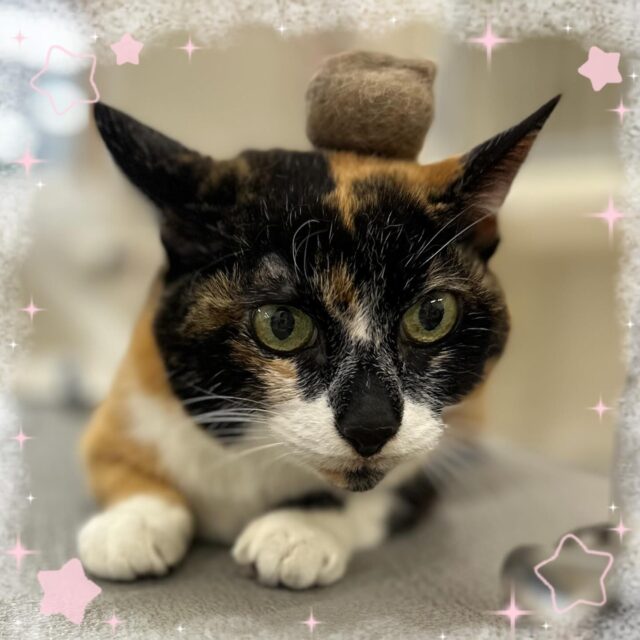 🐱
猫の 「たぬちゃん」
・
ヘアケアコースをしてくださいました✨
ハーブ泡シャンプーで汚れを落とし、虫除け🦋
トリートメントもしたので、いつもよりサラサラになりました😊
・
抜けた毛を丸めて たぬちゃん の頭や手の上に乗せても、お利口さんに写真を撮らせてくれました📸
・
本日はありがとうございました😊
また来月もお待ちしております🙌

#ペッツビレッジ  #ペッツビレッジ大垣店  #トリミングサロン