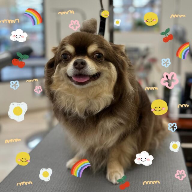 🐶
🌿チャチャ丸くん 🌿

夏限定エステとレイキングをしてくださいました😊

炭酸マイクロバブルのお風呂で、抜け毛や汚れが落ちてサラサラになりました✨
チャチャ丸くんの笑顔に癒されました︎💕︎︎

また来月もお待ちしております🙌

 #ペッツビレッジ  #ペッツビレッジ大垣店  #トリミングサロン