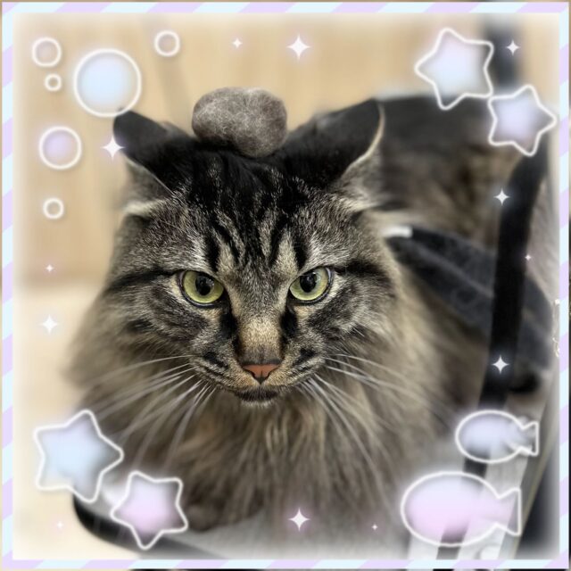 ✨️

✨️九太くん✨️

ヘアケアコースをしてくださいました🛁🫧
トリートメントをしてサラサラになりました👏

九太くんのキリッとした目がカッコよかったです🤭

いつもありがとうございます🙌

 #ペッツビレッジ 
 #ペッツビレッジ大垣店 
 #トリミングサロン 
 #ねこ