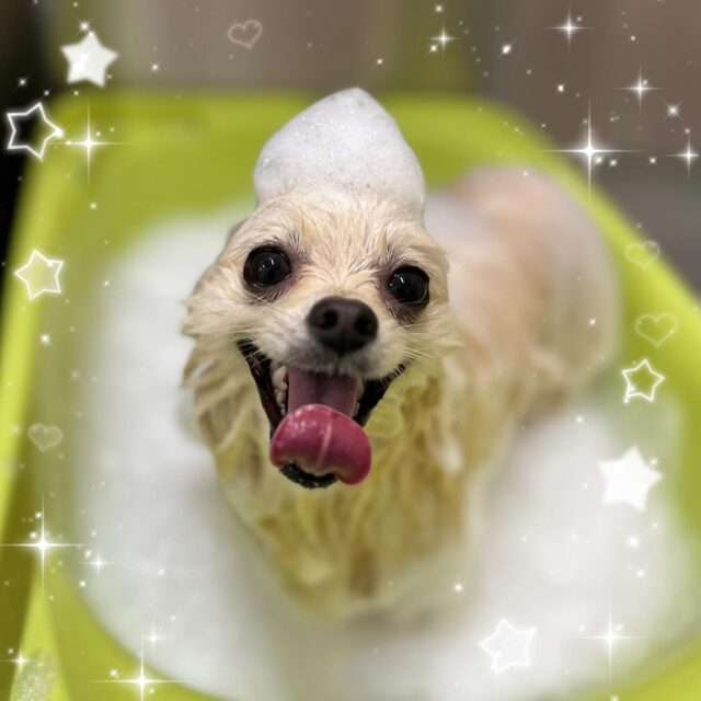 🐶
🫧モコちゃん🫧
スタンダードコースをしてくださいました😊
泡のお風呂中とても気持ちよさそうで、バッチリカメラ目線頂きました📸
モコちゃんのトリミング中かわいい笑顔に癒されます💕
来月もお待ちしております👐

 #ペッツビレッジ 
 #ペッツビレッジ大垣店 
 #アピタ 
 #トリミング 
 #ボメラニアン