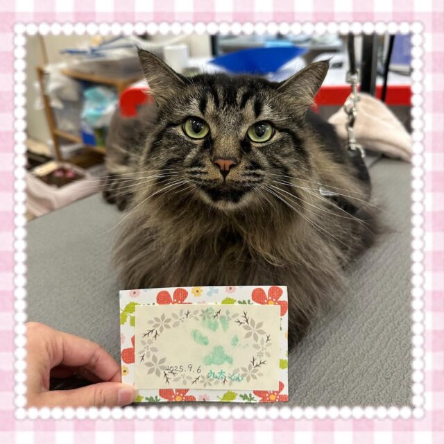 🐱
✨️九太くん✨️
今月誕生日の九太くん🎂
夏限定のエステと、肉球スタンプをしました🛁🫧
炭酸バブルのシャワーでいつもより抜け毛もとれて、サラサラになったね😆

1枚目の写真はカメラ目線でキリッとイケメンに撮れました📸
最後の写真も九太くんらしい表情で可愛い💕

 #ペッツビレッジ 
 #ペッツビレッジ大垣店 
 #トリミング 
 #トリミングサロン 
 #ねこ 
 #肉球スタンプ