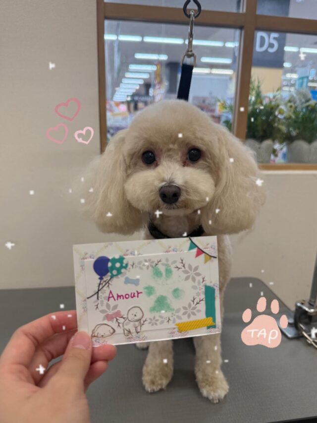 アムールくん🤎
肉球スタンプのご利用ありがとうございました！🥰🐾
アムールくんもとても可愛い肉球スタンプが出来上がりました👍💓
いつもありがとうございます🙇🏻‍♀️✨
また来月もよろしくお願いします🙇‍♀️
 #ペッツビレッジ大垣店  #トリミングサロン #肉球スタンプ