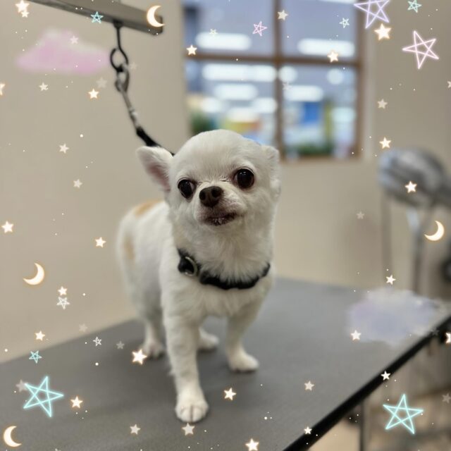 🐶
🌿くぅちゃん🌿

ハーブパックをしてくださいました✨️

パック中は気持ちがよかったのか、くぅちゃんはウトウトしていました😴
いつもよりふわサラになりました😊
いつもありがとうございます︎💕︎︎

また来月もお待ちしております🎶

#ペッツビレッジ 
#ペッツビレッジ大垣店 
 #トリミング 
 #チワワ 
 #ハーブパック