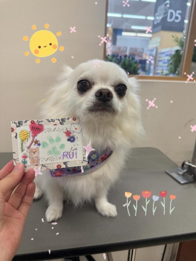 るいくん‎🤍
今回もしっぽブンブンで楽しそうに来てくれました🥰
とても可愛かったです😍
肉球スタンプのご利用もありがとうございました！🐾
いつもありがとうございます🙇🏻‍♀️✨
また次回もよろしくお願いします🙏
 #ペッツビレッジ大垣店  #トリミングサロン #肉球スタンプ