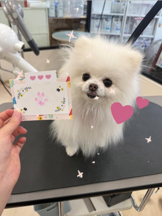 レアくんです‎🤍
苦戦しながらもレアくんと一緒に頑張って完成しました！🐾🔥
小さくてとても可愛いです😍

ご利用していただきありがとうございました！！
また次回もお待ちしております🫶🏻🙇🏻‍♀️✨

 #ペッツビレッジ大垣店  #トリミングサロン