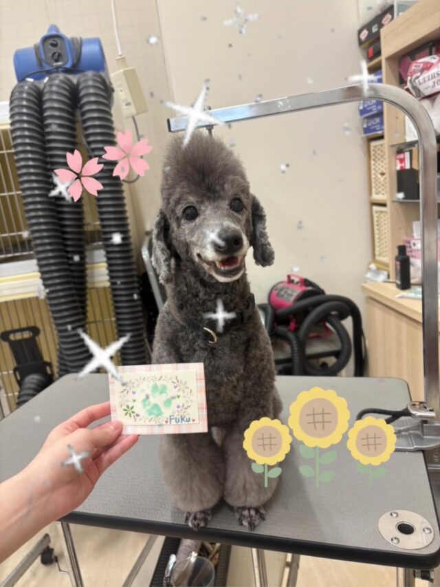 ふくくんです🩶
スタンプ中ゴロゴロ甘えんぼさんタイムが始まって肉球スタンプどころじゃなかったふくさん😅(笑)
それでもなんとか可愛い肉球スタンプが完成しました🐾😍ふくくんありがとう😊

ご利用していただきありがとうございました！！
また次回もお待ちしております🫶🏻🙇🏻‍♀️✨

 #ペッツビレッジ大垣店  #トリミングサロン