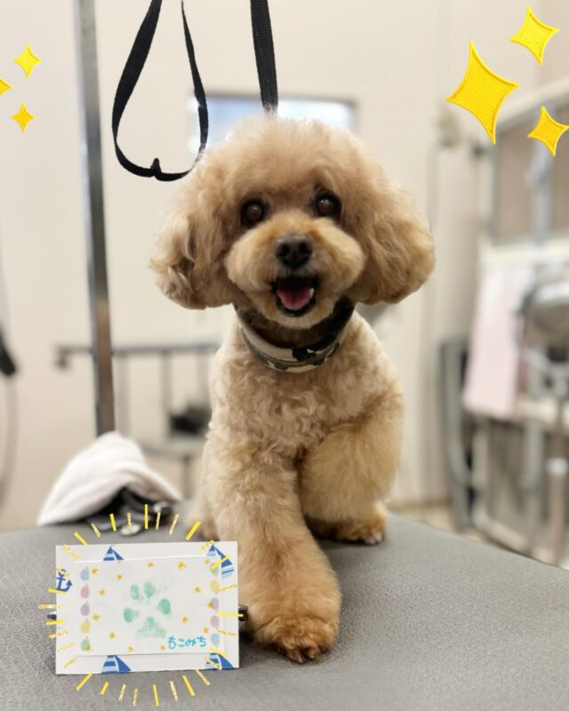 今月お誕生日のもこみち君🎂おめでとう㊗️
肉球スタンプ🐾バースデー記念になりましたね☺️

ご来店ありがとうございました✨

#アピタ大垣店
#ペッツビレッジ大垣店
#トイプードル