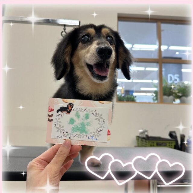 🐶
🌸レオくん🌸

今回も元気いっぱいのレオくんでした😆
肉球スタンプのカードが気になるのか、クンクンしていました🤗

いつもありがとうございます🎶
来月もお待ちしております😊

 #ペッツビレッジ 
 #ペッツビレッジ大垣店 
 #トリミング 
 #ダックス 
 #肉球スタンプ