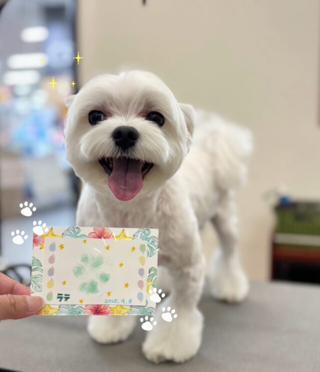ラテちゃんと足跡スタンプ🐾 かわゆいね〜🥰
カメラ苦手だけど奇跡的に にゃは😃 なお顔が撮れました✌️

#ペッツビレッジ大垣店
#アピタ大垣 
#マルチーズ
#肉球