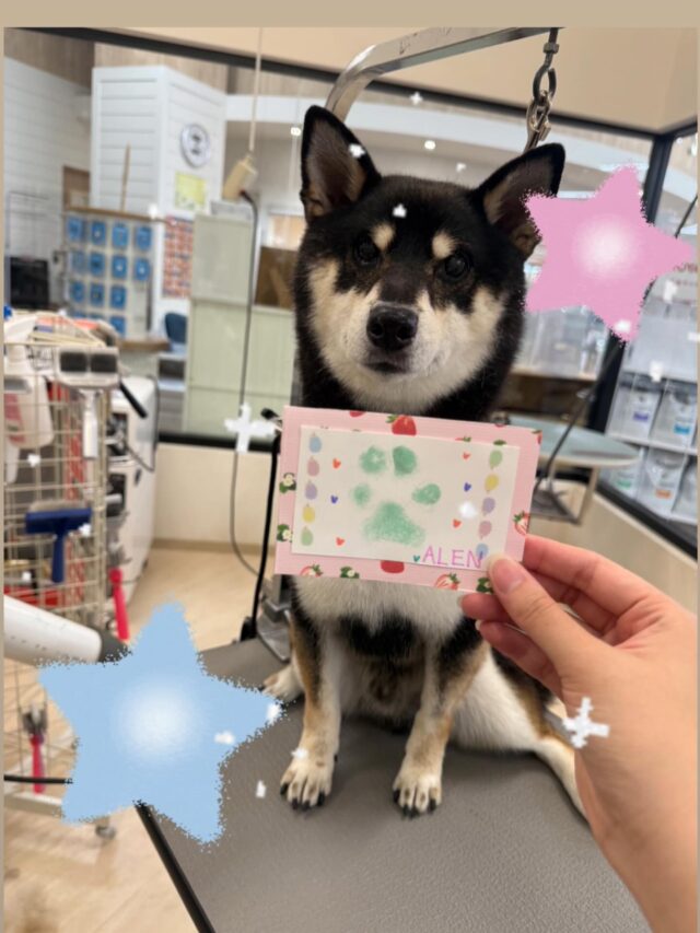 アレンくんです🖤
とてもかわいい肉球スタンプができあがりました🐾🥰
アレンくんとの一つの素敵な思い出になれたら嬉しいです♪
ご利用していただきありがとうございました！！
また次回もお待ちしております🫶🏻🙇🏻‍♀️✨
 #ペッツビレッジ大垣店  #トリミングサロン