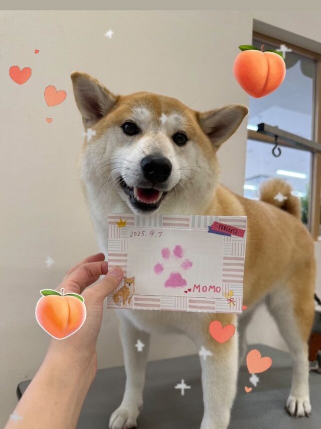 ももちゃん🍑🩷
とても可愛い写真が撮れました🥰📸
ももちゃんの相変わらずのムチムチボディがたまらなくとても癒されてます🤤💓
※2枚目のお写真可愛すぎ注意です🫢♡

ご利用ありがとうございました！！
また来月もお待ちしております🙇‍♀️

 #ペッツビレッジ大垣店  #トリミングサロン #肉球スタンプ
