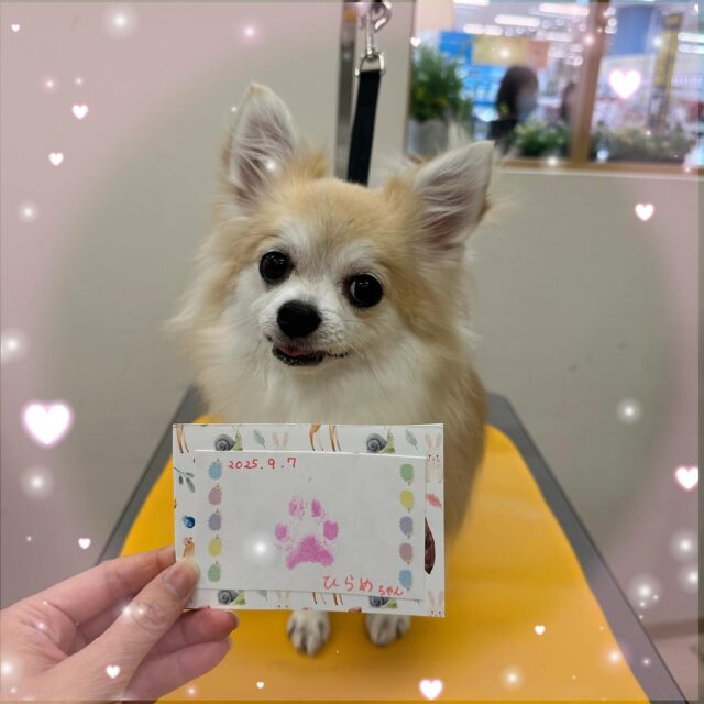 🐶
🌼ひらめちゃん🌼

名前を呼ぶとシッポをフリフリしていて とても可愛かったです🥰
カメラを向けるとそっぽ向いちゃうみたいですが、バッチリカメラ目線もらいました📸

また次回もお待ちしております🎶

 #ペッツビレッジ 
 #ペッツビレッジ大垣店 
 #トリミングサロン 
 #チワワ 
 #肉球スタンプ
