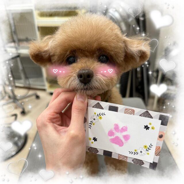 🐶
🧸モコちゃん🧸
今月お誕生日のモコちゃん🎂
記念に肉球スタンプをしました🐾🐾
上手にできたね✨️

来月もお待ちしております🎶

 #ペッツビレッジ 
 #ペッツビレッジ大垣店 
 #トリミングサロン 
 #トイプードル 
 #肉球スタンプ