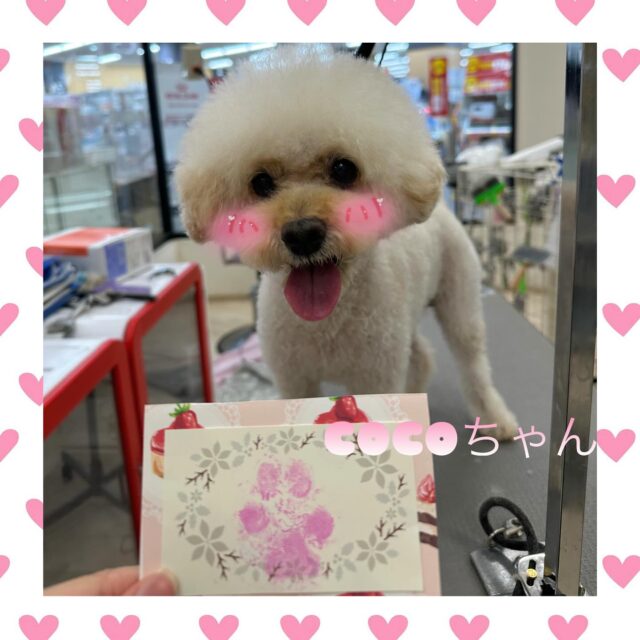 🐶
💕COCOちゃん💕

今回も元気いっぱいのCOCOちゃんでした😊
初めての肉球スタンプも頑張ってくれました👏
来月もよろしくお願いします🎶

 #ペッツビレッジ 
 #ペッツビレッジ大垣店 
 #トリミング 
 #トリミングサロン 
 #トイプードル女の子 
 #肉球スタンプ