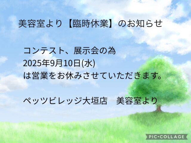 こんにちは。ペッツビレッジ大垣店です。
日頃より当店をご利用いただきありがとうございます。

トリミングコーナー臨時休業日のお知らせです。

2025年9月10日(水)は営業をお休みさせていただきます。
ご来店を予定されておりましたお客様にはご不便をおかけいたしますが、ご了承お願いいたします。

ペッツビレッジ大垣店　トリミングコーナーより

#ペッツビレッジ大垣店#ペッツビレッジ#アピタ大垣店#アクアウォーク大垣