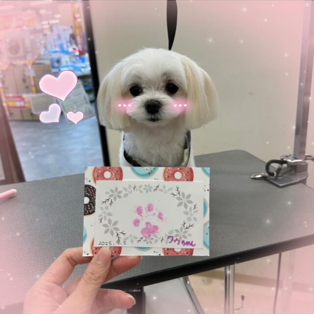 🐶
🫧クゥちゃん🫧
ちいさな肉球がとってもかわいいクゥちゃん🤭
今回もサラサラになりました✨️
なかなかカメラ目線がもらえず20枚ほど撮ったのは秘密🫣

来月もお待ちしております🎶

 #ペッツビレッジ 
 #ペッツビレッジ大垣店 
 #トリミングサロン 
 #マルチーズ 
 #肉球スタンプ