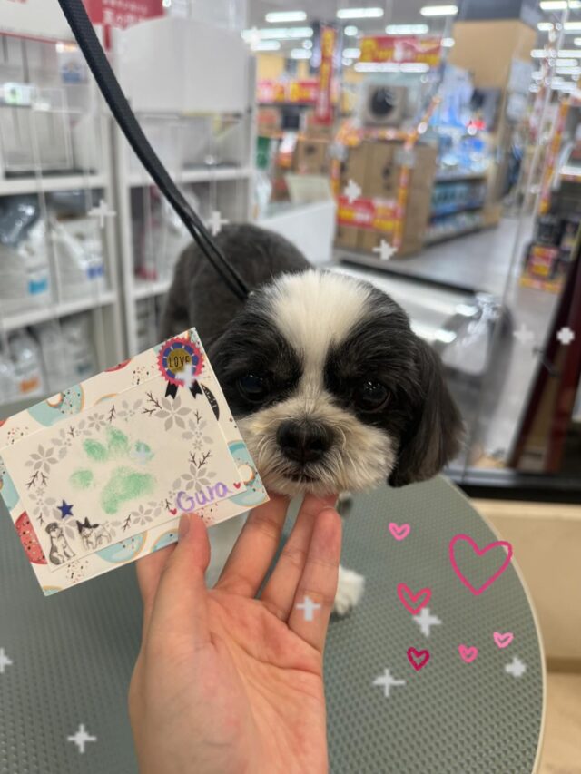 ぐらくん🖤
最近は会うとすごくしっぽを振って喜んでくれてとても可愛いです🥰
肉球スタンプもいい感じにできあがりました👍💓

ご利用ありがとうございました！！🙇🏻‍♀️
また来月もお待ちしております🫶

 #ペッツビレッジ大垣店  #トリミングサロン #肉球スタンプ