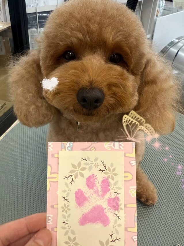 ．．．

よしみちゃん⭐️
かわいい肉球スタンプです🩷
写真もバッチリ👌

ご利用ありがとうございました♪
また次回もお待ちしております😌

#ペッツビレッジ大垣店 
#トリミングサロン 
#トイプードル 
#肉球スタンプ
