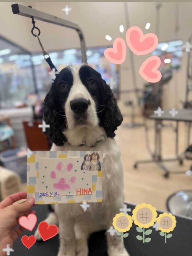 ひなちゃん🐣‎🤍
毎回楽しそうに来てくれるひなちゃん🥰今回はいつにも増して全速力でした😂♡とても可愛かったです💓💓💓
肉球スタンプもバッチリできあがりました！！
いつもありがとうございます🙇🏻‍♀️✨
また来月もお待ちしております☺️
 #ペッツビレッジ大垣店  #トリミングサロン #肉球スタンプ