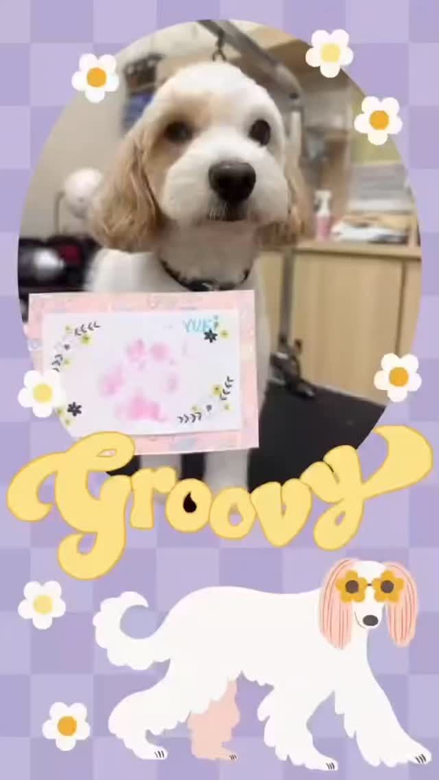 いつも楽しく来店していただける、ユキちゃんノアちゃんラテちゃんです！今回も元気いっぱいでした！！肉球スタンプ🐾も可愛いく出来ました☺️
いつもありがとうございます😊
また次回もお持ちしております✨

 #ペッツビレッジ大垣店
 #アクアウォーク大垣店
 #肉球スタンプ