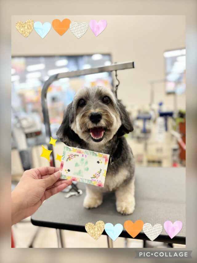 まろちゃん✨肉厚の立派な肉球🐾
足形スタンプ中も尻尾ぶんぶんでテンション上がっていました😄
ご来店ありがとうございました😊