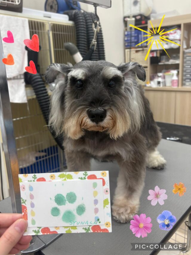 シュナくん🎶
肉球スタンプのご利用ありがとうございました✨
可愛い肉球スタンプができてよかったね🥰

またのご来店をお待ちしております🎶