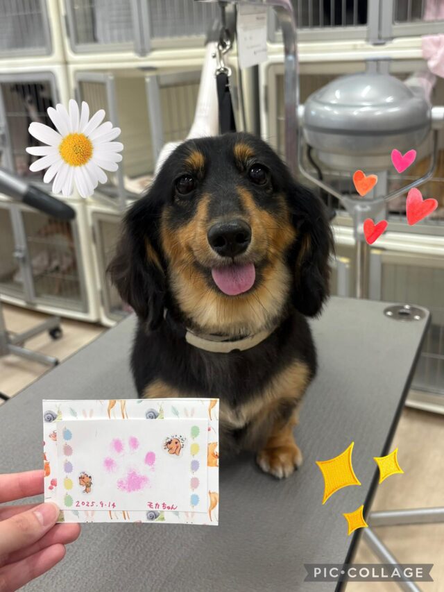 モカちゃん🐶
とてもお利口さんだったので肉球スタンプも可愛く仕上がりました😆
お部屋でしっぽふりふりしてくれてとても可愛かったです🤭💕

ご利用ありがとうございました！
またのご来店をお待ちしております✨
#ペッツビレッジ大垣 #トリミングサロン #肉球スタンプ