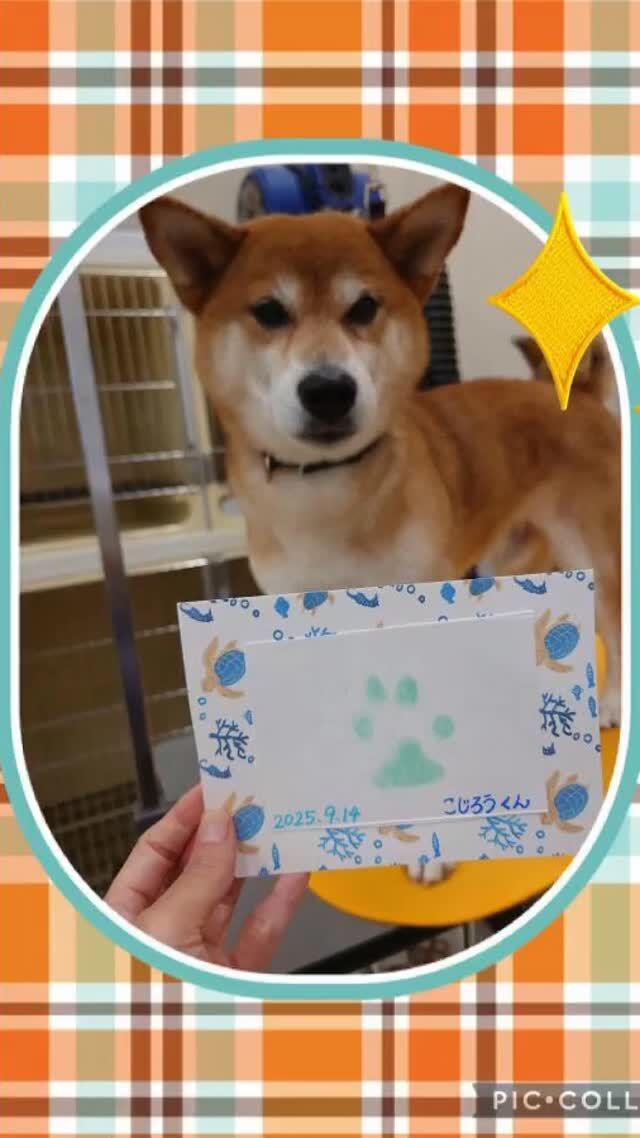 いつも楽しく来店していただける、コジロウ君です！今回もとっても甘えん坊さんでした♪肉球スタンプ🐾も可愛いく出来ました☺️
いつもありがとうございます😊
また次回もお持ちしております✨

 #ペッツビレッジ大垣店
 #アクアウォーク大垣店
 #足型スタンプ