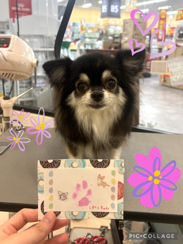 しずくちゃん🐶
緊張しながらも頑張ってくれたしずくちゃん🥹💕
かわいい肉球スタンプができました！

ご利用ありがとうございました！
またのご来店をお待ちしております✨

#ペッツビレッジ大垣 #肉球スタンプ #トリミングサロン