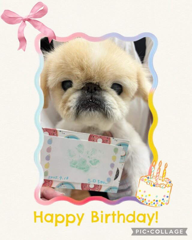 シロちゃん💕9月で17歳になりました✨
記念の肉球スタンプになりました㊗️

ハイシニア🐶ちゃんでもオーナーさんと一緒に協力して頂くおかげできれいな体を維持できています😊
カットはぐっすり眠ってるうちにあっという間に終わり、スッキリしたお顔でお帰りです☺️

いつもありがとうございます♪

#アピタ大垣
#アクアウォーク大垣 
#ペキニーズ
#ハイシニアは毎日が記念日 
#トリミングサロン