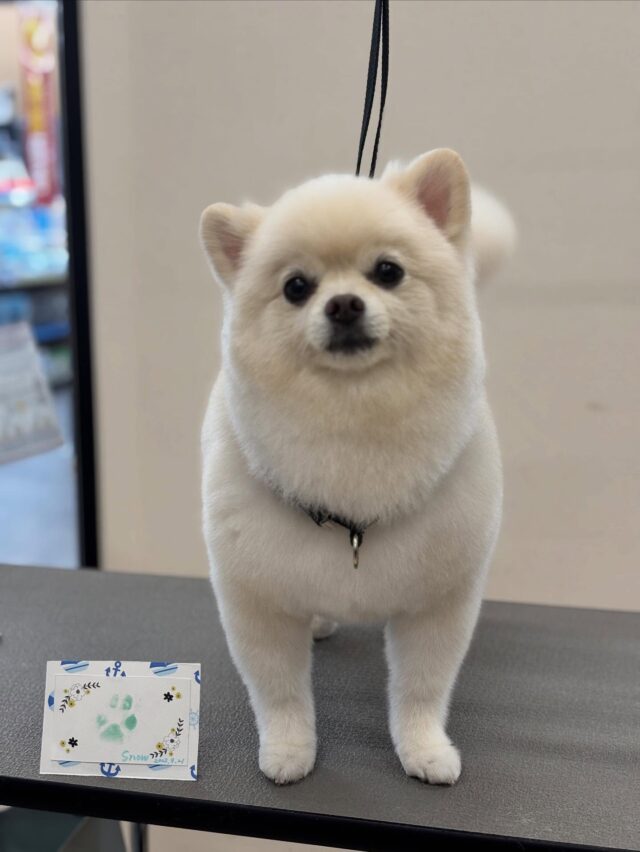 スノウちゃん🐻‍❄️ちっちゃくてかわいい足跡🐾とれました🩷今回も夏限定のエステでふわふわ気持ちいい手触りに仕上がりました☺️

いつもありがとうございます🥰

#アピタ大垣店
#アクアウォーク大垣 
#ポメラニアン