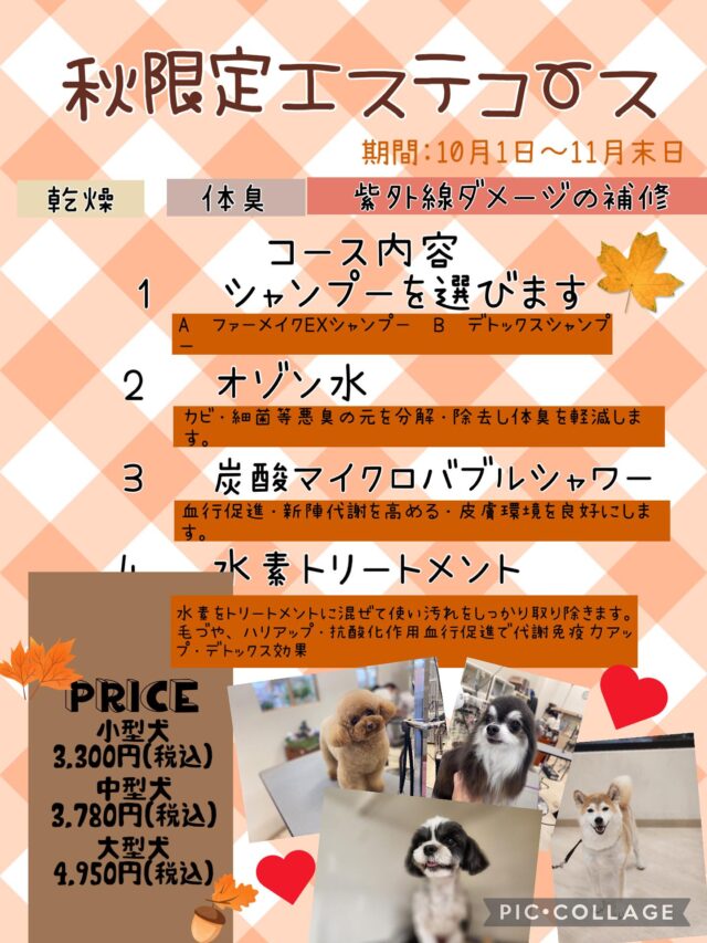 ついこの前まで暑い暑いと言っていたのに急に肌寒くなって体が気温についていくのが大変ですね💦

ワンちゃん猫ちゃん共に体調にお気をつけくださいね。

今回は、10月1日から開始する 『秋限定エステコース』のご紹介です♪

夏のじめっとした時期が終わり、秋はカラッと乾燥した季節に変わります。
乾燥から来る皮膚や被毛のお悩みも増える時期になっています。長引いている残暑からの取れきれていない夏バテも、すっきり吹き飛ばしましょう✨✨

肌の弱い子、体臭が気になる子、被毛にハリや艶をアップさせたい子、疲れやすい子にオススメのコースとなっておりますので、是非お試しください✨✨

①選べるシャンプー
(アルテロシャンプー、ファーメイクＥＸシャンプー )
②オゾン水
(カビ、細菌など悪臭の元を分解、除去し、体臭を軽減します。)
③炭酸マイクロバブル
(筋肉痛・関節炎を緩和し、疲れをほぐしてくれます。デトックス効果など)
④水素トリートメント
(毛艶やハリをアップし、抗酸化作用、血行促進で代謝免疫力アップ、デトックス効果)

#ペットサロン #トリミングサロン #ペッツビレ大垣市 #アクアウォーク大垣 #アピタ #アピタ大垣秋限定コース