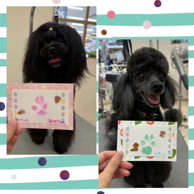 🐶
空夜くん ＆ 海羽ちゃん

2人とも可愛い足型スタンプできました👏
2人とも笑顔で写真もバッチリ👌📸
空夜くんは、ファーメイクシャンプーでフワフワに🫧
海羽ちゃんは、水素トリートメントでツヤサラに✨️

また来月もお待ちしております🎶

 #ペッツビレッジ 
 #ペッツビレッジ大垣店 
 #トリミングサロン 
 #肉球スタンプ