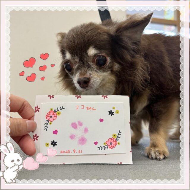 🐶
ココちゃん

ちっちゃな肉球がかわいい😆
ケージの中ではシッポフリフリして撫でてアピールがすごいけど、机の上では緊張して固まっちゃうココちゃん🤭

写真のお顔も緊張してるのが伝わってきます🫣

また来月もお待ちしております🎶

 #ペッツビレッジ 
 #ペッツビレッジ大垣店 
 #トリミングサロン 
 #チワワ 
 #肉球スタンプ