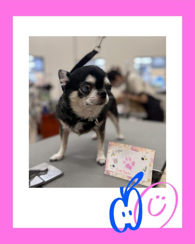 ひめちゃん♥️
小さくてコロコロで可愛いです🥰
カメラは少し苦手みたいでなかなかカメラ目線貰えませんでした😅
トリミング中はいつもお利口さんに頑張ってくれています！！
いつもありがとうございます🙇🏻‍♀️✨
また来月もお待ちしております💓
 #ペッツビレッジ大垣店  #トリミングサロン #肉球スタンプ