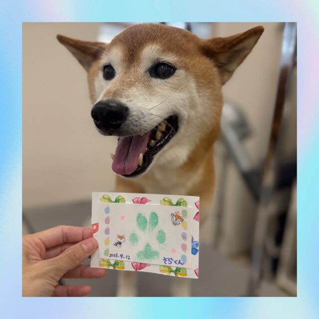 ．．．

そらくん⭐️

サラサラになり
かわいい肉球スタンプができました😊

とってもいい笑顔が素敵❤️

次回もよろしくお願いします🤲

#ペッツビレッジ 
#ペッツビレッジ大垣店 
#柴犬