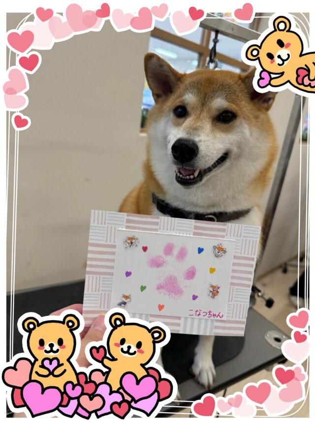 小夏ちゃん‎🤍🤎
トリミングは苦手なことたくさんあるけどいつも頑張ってくれてる小夏ちゃん🥹いつもありがとう💖今回もとても可愛い小夏ちゃんでした🥰

肉球スタンプのご利用ありがとうございました！！
いつもありがとうございます🙇🏻‍♀️✨
また来月もお待ちしております💓
 #ペッツビレッジ大垣店  #トリミングサロン  #肉球スタンプ