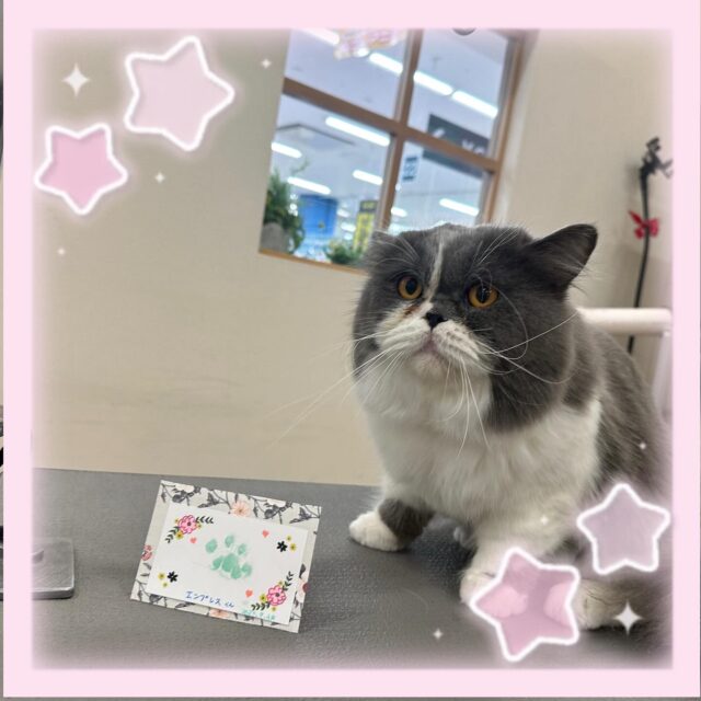 🐱
✨️エンプレスくん✨️

今回もサラサラになりました👏
ぷにぷにの肉球がとっても可愛かったです💕︎💕︎

次回もよろしくお願いします🎶

 #ペッツビレッジ 
 #ペッツビレッジ大垣店 
 #トリミングサロン 
 #ブリティッシュショートヘア