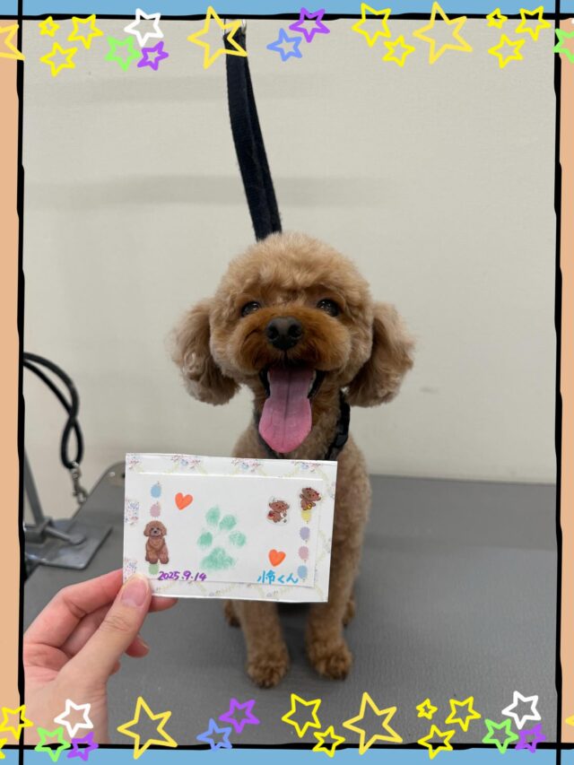 今回も元気いっぱいの可愛い怜くんでした🥰
トリミング中もお利口さんに頑張ってくれました😊
肉球スタンプもバッチリだね✨👍

いつもありがとうございます🙇🏻‍♀️✨
また来月もお待ちしております💓
 #ペッツビレッジ大垣店  #トリミングサロン  #肉球スタンプ